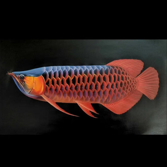 Fish Realistic Oil Painting 16 by 28 Handmade Animal Gift No Frame