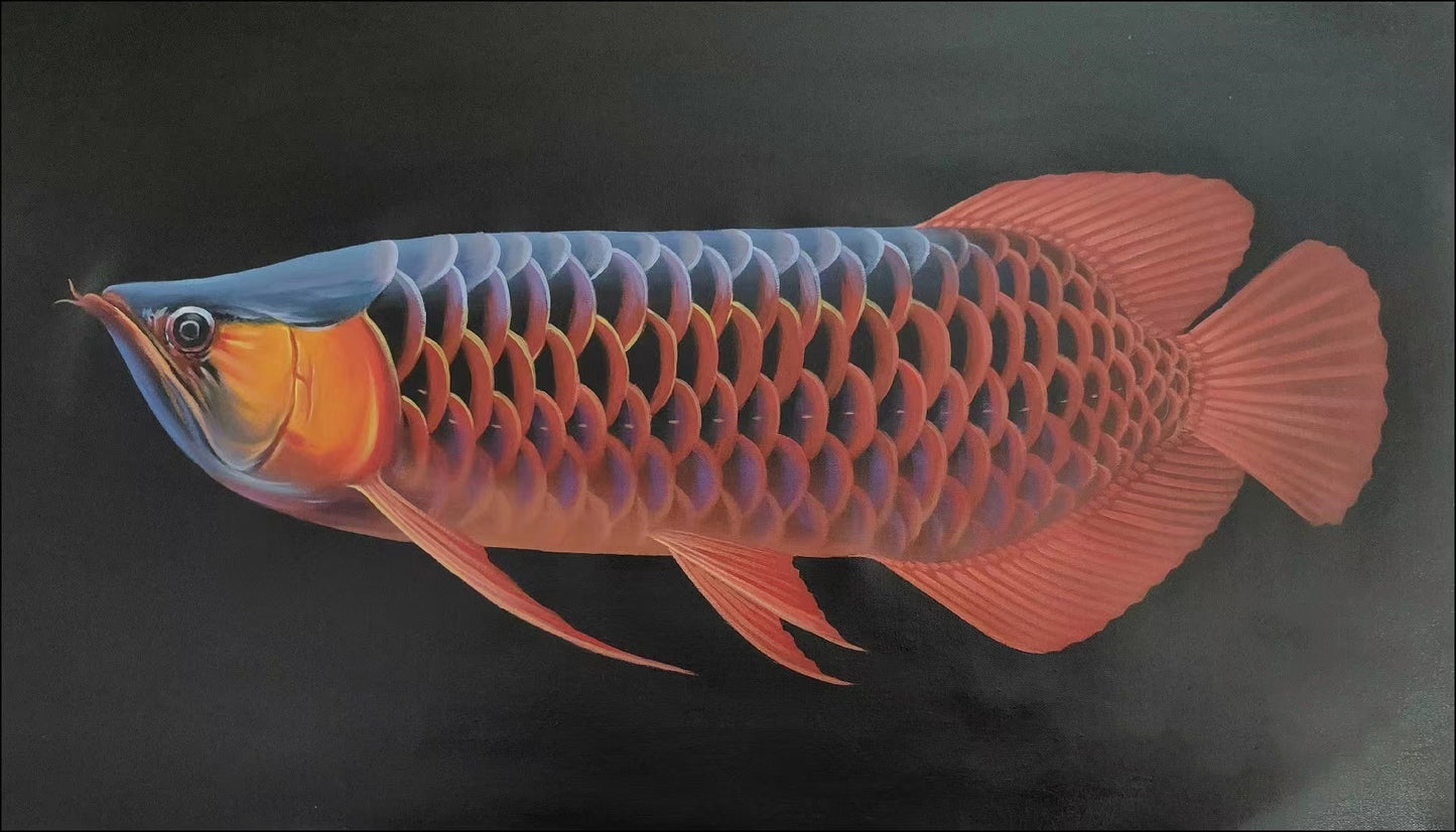 Fish Realistic Oil Painting 16 by 28 Handmade Animal Gift No Frame
